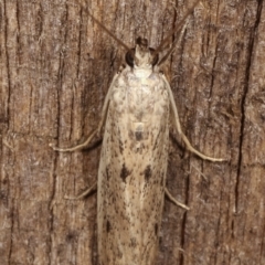 Blastobasis (genus) at Melba, ACT - 11 Feb 2021 10:58 PM