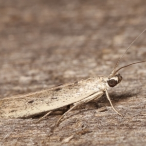 Blastobasis (genus) at Melba, ACT - 11 Feb 2021