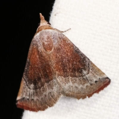 Mataeomera coccophaga (Brown Scale-moth) at Melba, ACT - 11 Feb 2021 by kasiaaus