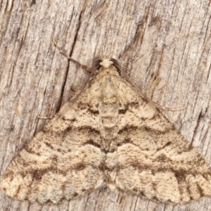 Lipogya eutheta at Melba, ACT - 11 Feb 2021 10:54 PM