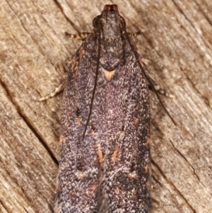 Ardozyga (genus) at Melba, ACT - 11 Feb 2021
