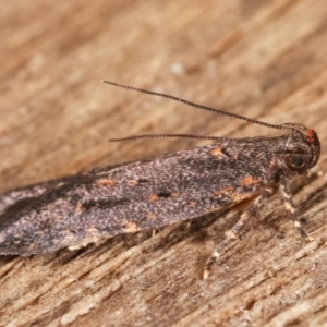Ardozyga (genus) at Melba, ACT - 11 Feb 2021