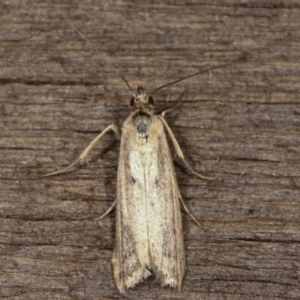 Oecophoridae (family) at Melba, ACT - 11 Feb 2021