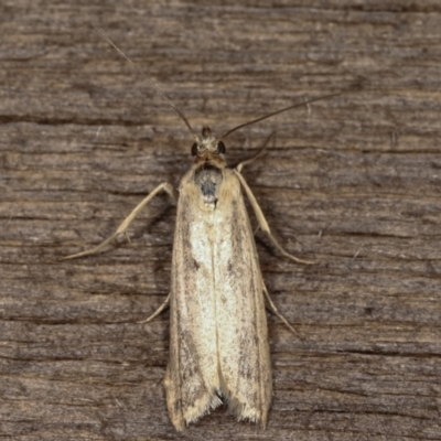 Oecophoridae (family) (Unidentified Oecophorid concealer moth) at Melba, ACT - 11 Feb 2021 by kasiaaus