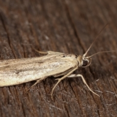 Oecophoridae (family) at Melba, ACT - 11 Feb 2021