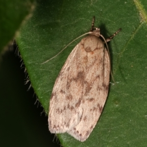 Garrha (genus) at Melba, ACT - 11 Feb 2021