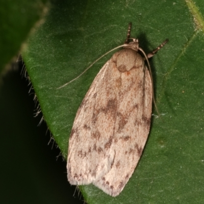 Garrha (genus) (A concealer moth) at Melba, ACT - 11 Feb 2021 by kasiaaus
