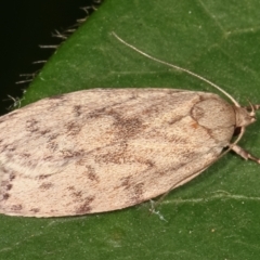 Garrha (genus) at Melba, ACT - 11 Feb 2021 11:05 PM