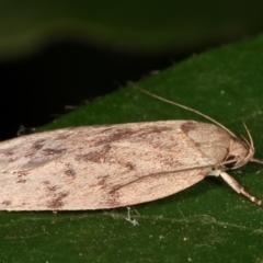 Garrha (genus) at Melba, ACT - 11 Feb 2021 11:05 PM