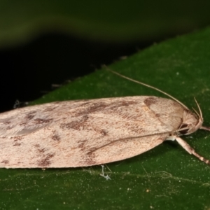 Garrha (genus) at Melba, ACT - 11 Feb 2021 11:05 PM