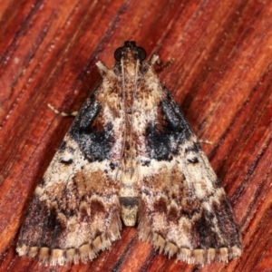 Orthaga thyrisalis at Melba, ACT - 12 Feb 2021