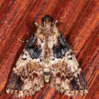 Orthaga thyrisalis (Teatree Web Moth) at Melba, ACT - 11 Feb 2021 by kasiaaus