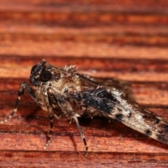 Orthaga thyrisalis at Melba, ACT - 12 Feb 2021 12:25 AM