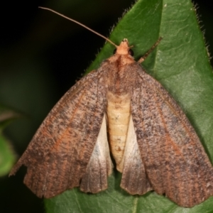 Fisera eribola at Melba, ACT - 12 Feb 2021 12:54 AM