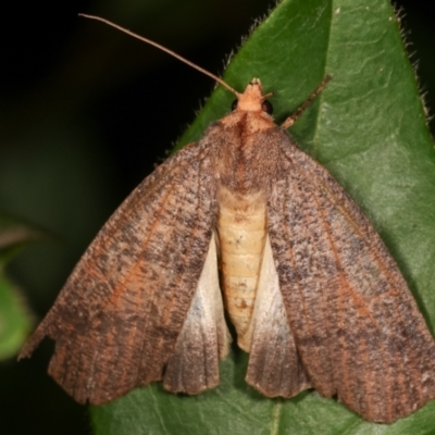 Fisera eribola (Orange-hooded Crest-moth) at Melba, ACT - 11 Feb 2021 by kasiaaus