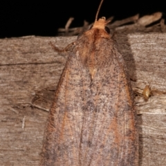 Fisera eribola at Melba, ACT - 12 Feb 2021 12:54 AM