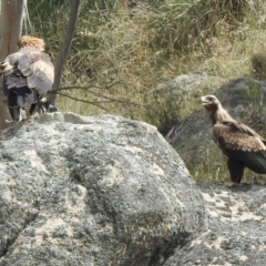 Aquila audax (Wedge-tailed Eagle) at Namadgi National Park - 13 Feb 2021 by KMcCue