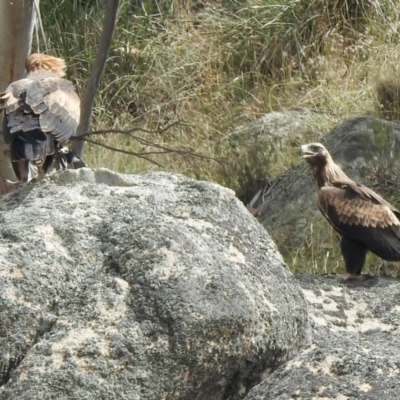 Aquila audax (Wedge-tailed Eagle) at Namadgi National Park - 13 Feb 2021 by KMcCue