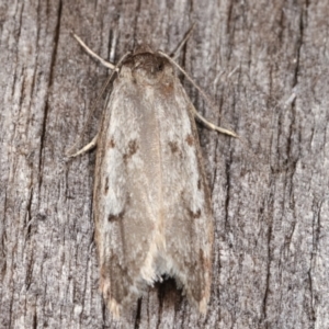 Palimmeces leucomitra at Melba, ACT - 12 Feb 2021 12:31 AM