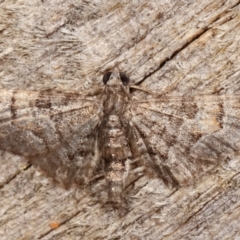 Chloroclystis (genus) (A geometer moth) at Melba, ACT - 11 Feb 2021 by kasiaaus