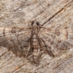 Chloroclystis (genus) (A geometer moth) at Melba, ACT - 12 Feb 2021 by kasiaaus