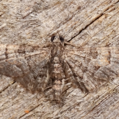 Chloroclystis (genus) (A geometer moth) at Melba, ACT - 12 Feb 2021 by kasiaaus