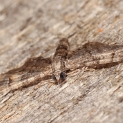 Chloroclystis (genus) at Melba, ACT - 12 Feb 2021 12:35 AM