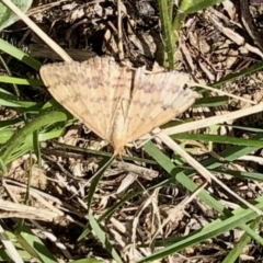 Scopula rubraria (Reddish Wave, Plantain Moth) at Rendezvous Creek, ACT - 13 Feb 2021 by KMcCue