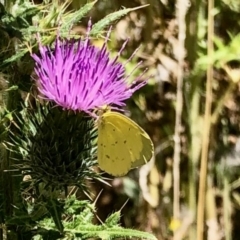 Eurema smilax (Small Grass-yellow) at Namadgi National Park - 13 Feb 2021 by KMcCue