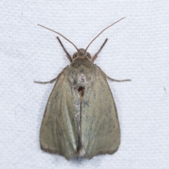 Heliocheilus (genus) (Heliothine moths) at Melba, ACT - 12 Feb 2021 by kasiaaus