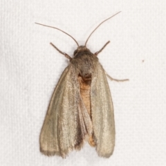 Heliocheilus (genus) at Melba, ACT - 12 Feb 2021