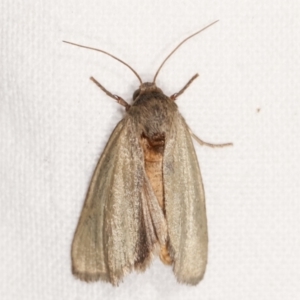 Heliocheilus (genus) at Melba, ACT - 12 Feb 2021