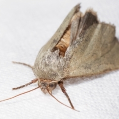 Heliocheilus (genus) at Melba, ACT - 12 Feb 2021