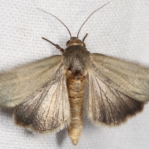 Heliocheilus (genus) at Melba, ACT - 12 Feb 2021