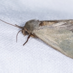 Heliocheilus (genus) at Melba, ACT - 12 Feb 2021 12:37 AM