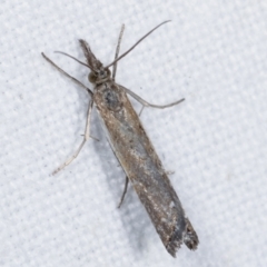 Ptochostola microphaeellus (A Crambid moth) at Melba, ACT - 12 Feb 2021 by kasiaaus