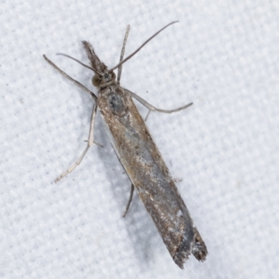 Ptochostola microphaeellus (A Crambid moth) at Melba, ACT - 11 Feb 2021 by kasiaaus