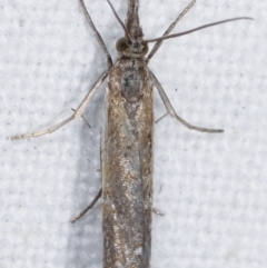 Ptochostola microphaeellus at Melba, ACT - 12 Feb 2021