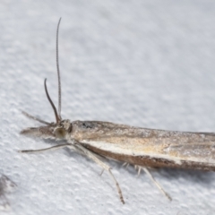 Ptochostola microphaeellus at Melba, ACT - 12 Feb 2021