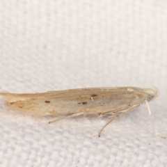 Batrachedra (genus) at suppressed - 12 Feb 2021