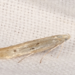 Batrachedra (genus) at suppressed - 12 Feb 2021