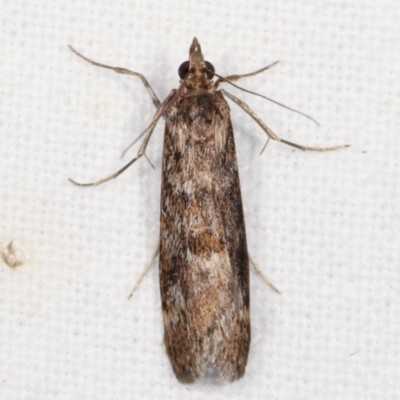 Achyra affinitalis (Cotton Web Spinner, Pyraustinae) at Melba, ACT - 12 Feb 2021 by kasiaaus