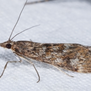 Achyra affinitalis at Melba, ACT - 12 Feb 2021 12:43 AM