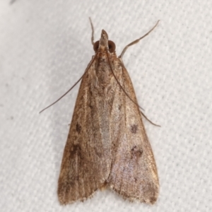 Achyra nigrirenalis at Melba, ACT - 12 Feb 2021