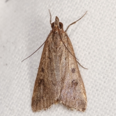 Achyra nigrirenalis (A Crambid moth (Pyraustinae) at Melba, ACT - 12 Feb 2021 by kasiaaus
