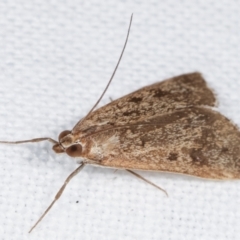 Achyra nigrirenalis at Melba, ACT - 12 Feb 2021