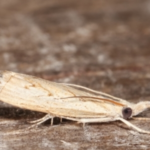 Culladia cuneiferellus at Melba, ACT - 12 Feb 2021