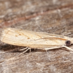 Culladia cuneiferellus at Melba, ACT - 12 Feb 2021