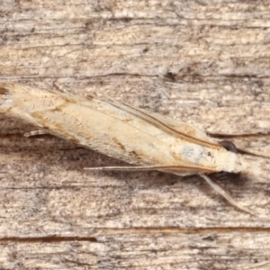 Culladia cuneiferellus at Melba, ACT - 12 Feb 2021