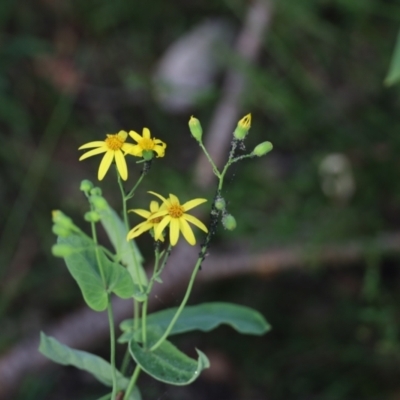 Lordhowea velleioides (Forest Groundsel) at Quaama, NSW - 21 Jan 2021 by FionaG